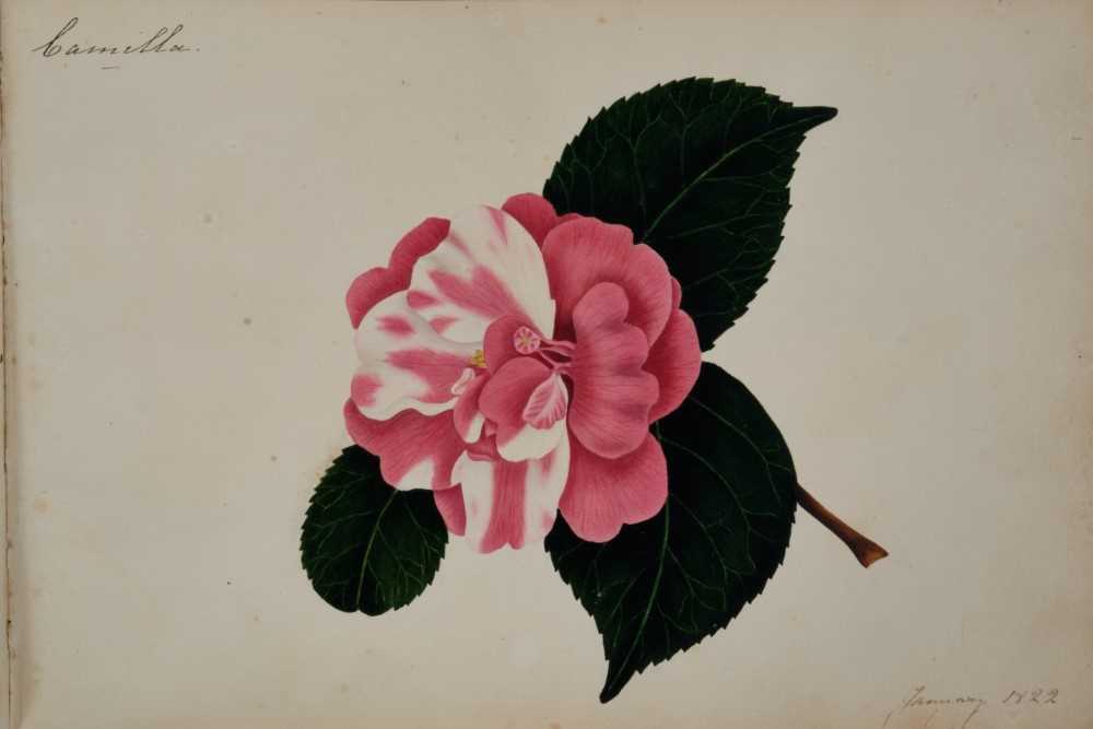 Fine Regency botanical album - Image 21 of 28