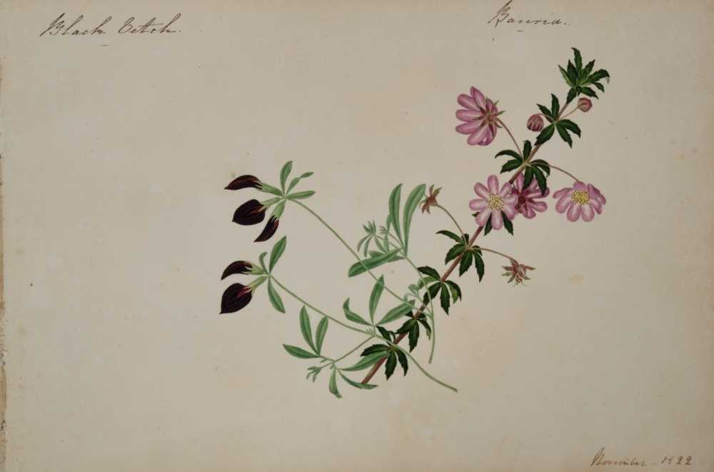 Fine Regency botanical album - Image 22 of 28