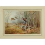 Roland Green (1896-1972) - watercolour- Pheasants in flight, 29cm x 44cm