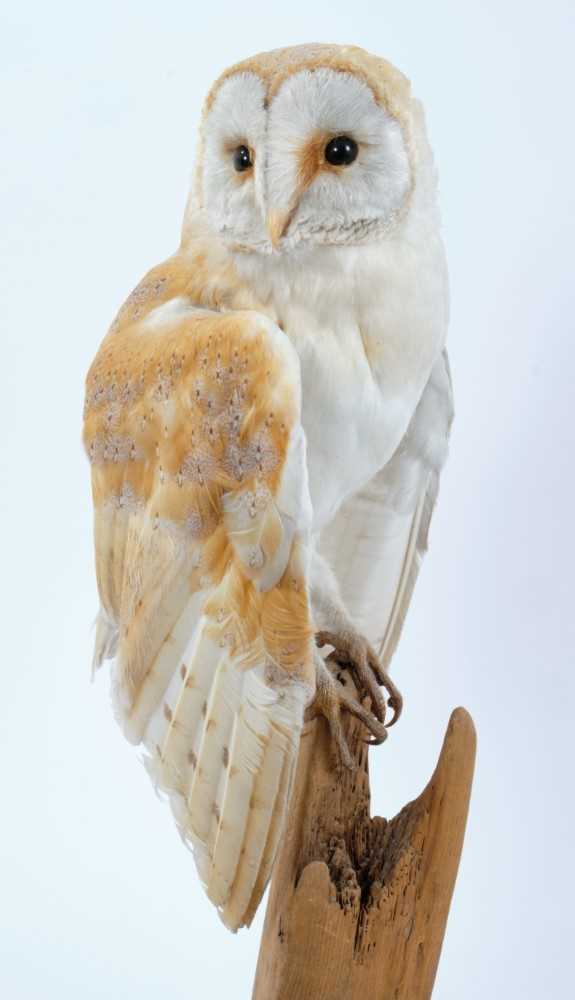 Barn Owl perched on dry tree stump mounted on oval oak base - Image 2 of 2