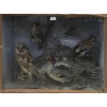 Display of six birds within naturalistic setting in glazed case