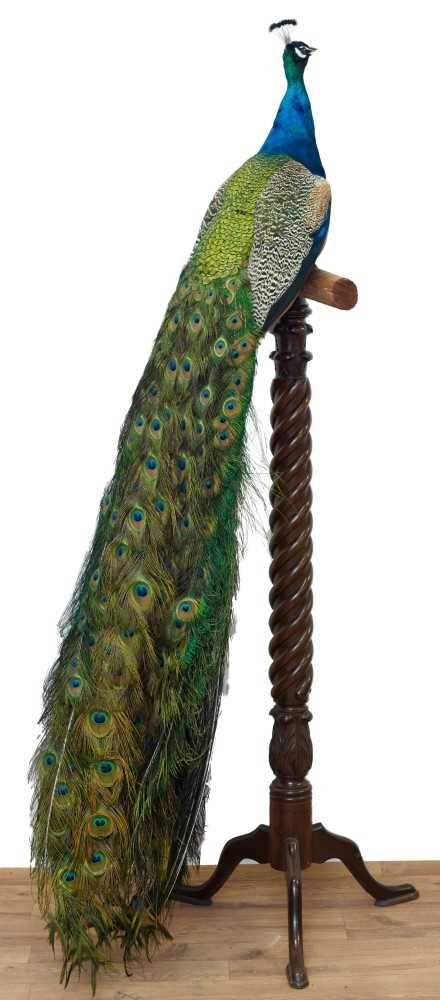 Impressive stuffed Peacock mounted on a mahogany torchère stand