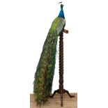 Impressive stuffed Peacock mounted on a mahogany torchère stand