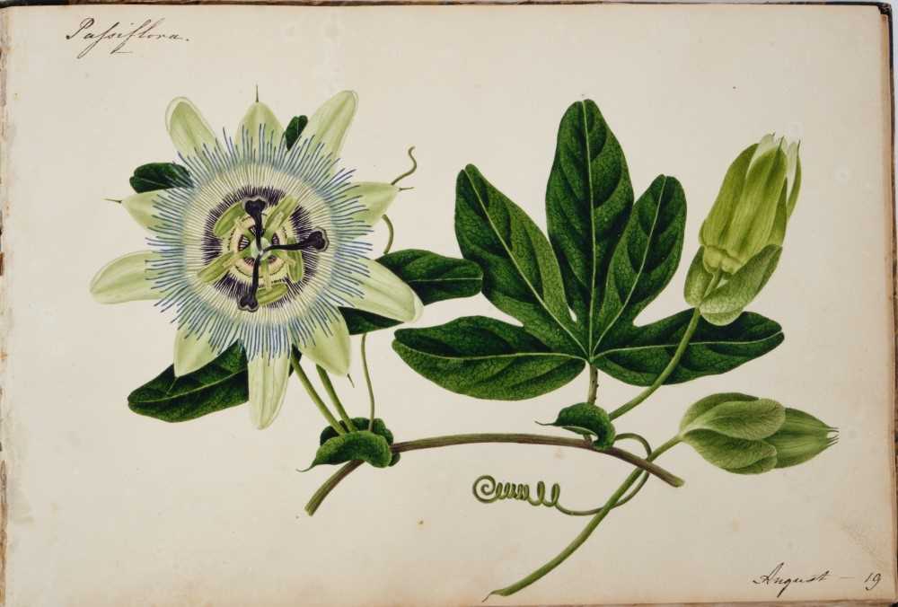 Fine Regency botanical album - Image 3 of 28