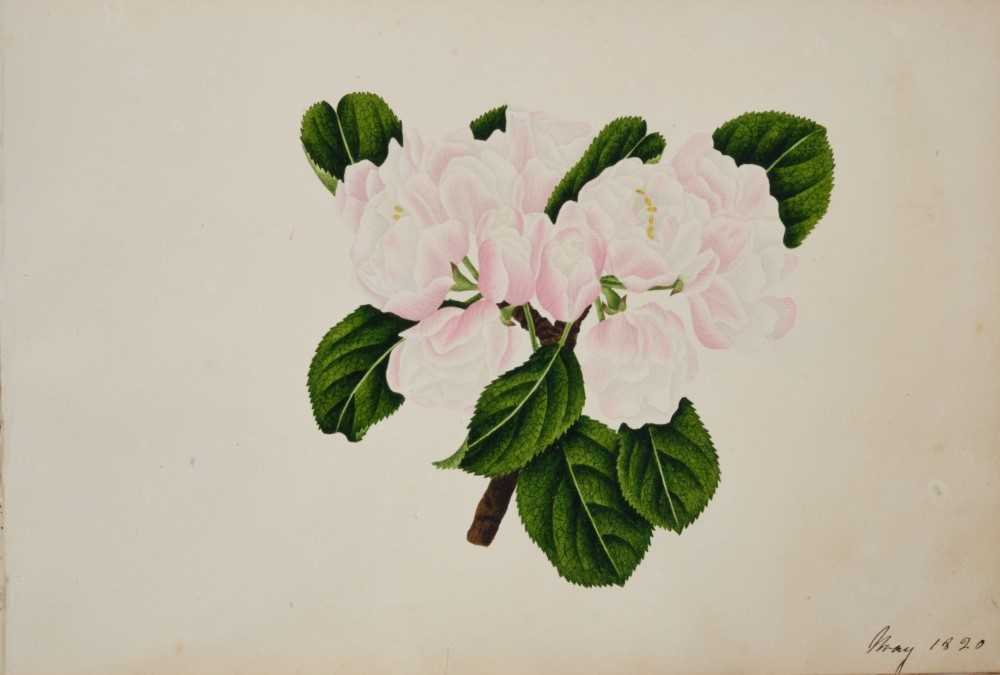 Fine Regency botanical album - Image 9 of 28