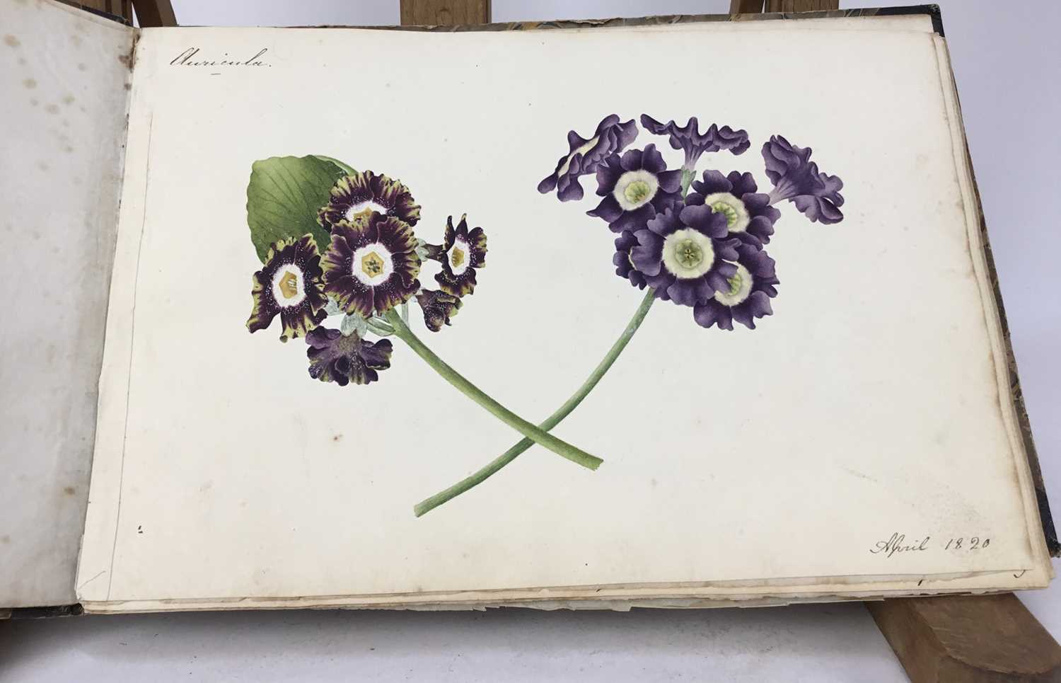 Fine Regency botanical album - Image 26 of 28