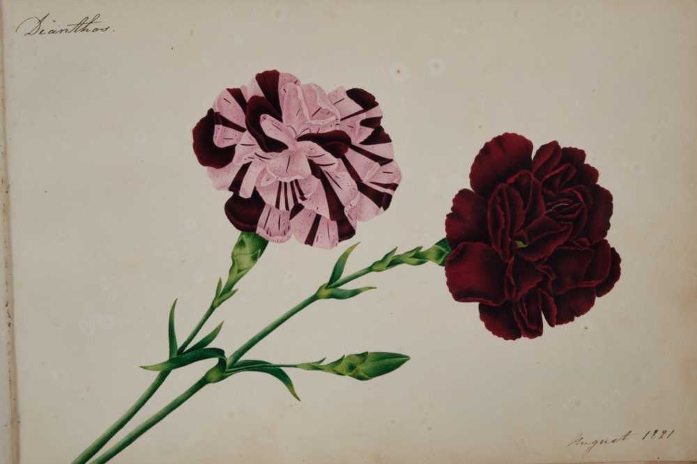 Fine Regency botanical album - Image 18 of 28