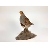 Grey Partridge mounted on naturalistic base