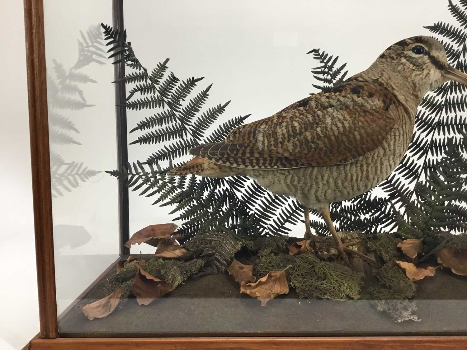 Woodcock within naturalistic setting in glazed case - Image 3 of 4