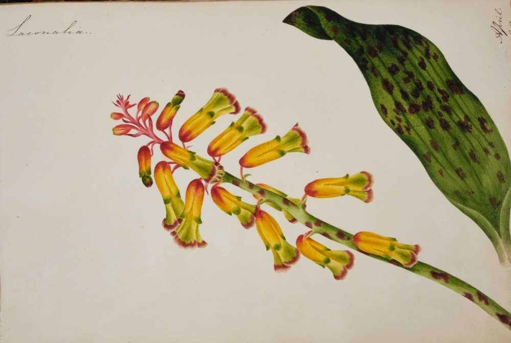 Fine Regency botanical album - Image 7 of 28