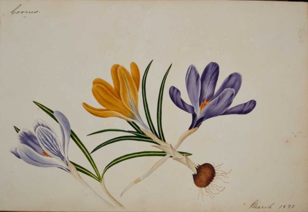 Fine Regency botanical album - Image 10 of 28