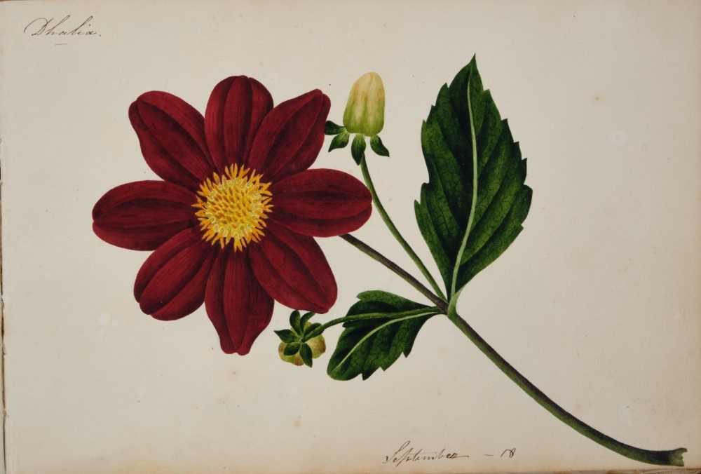 Fine Regency botanical album - Image 4 of 28