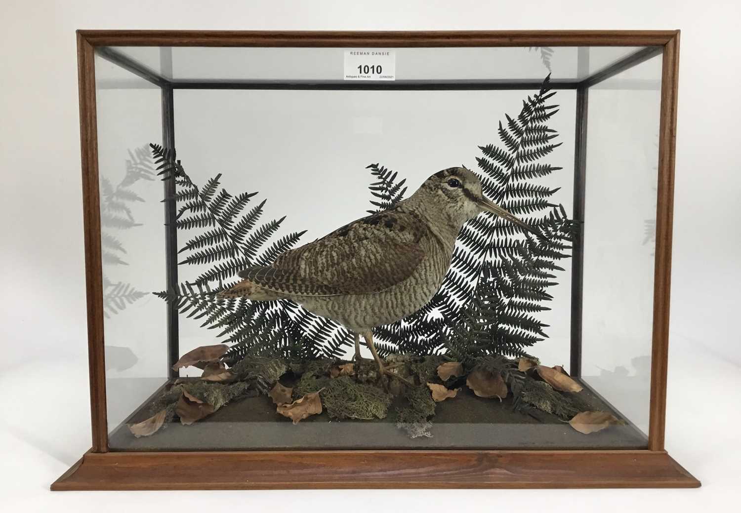 Woodcock within naturalistic setting in glazed case