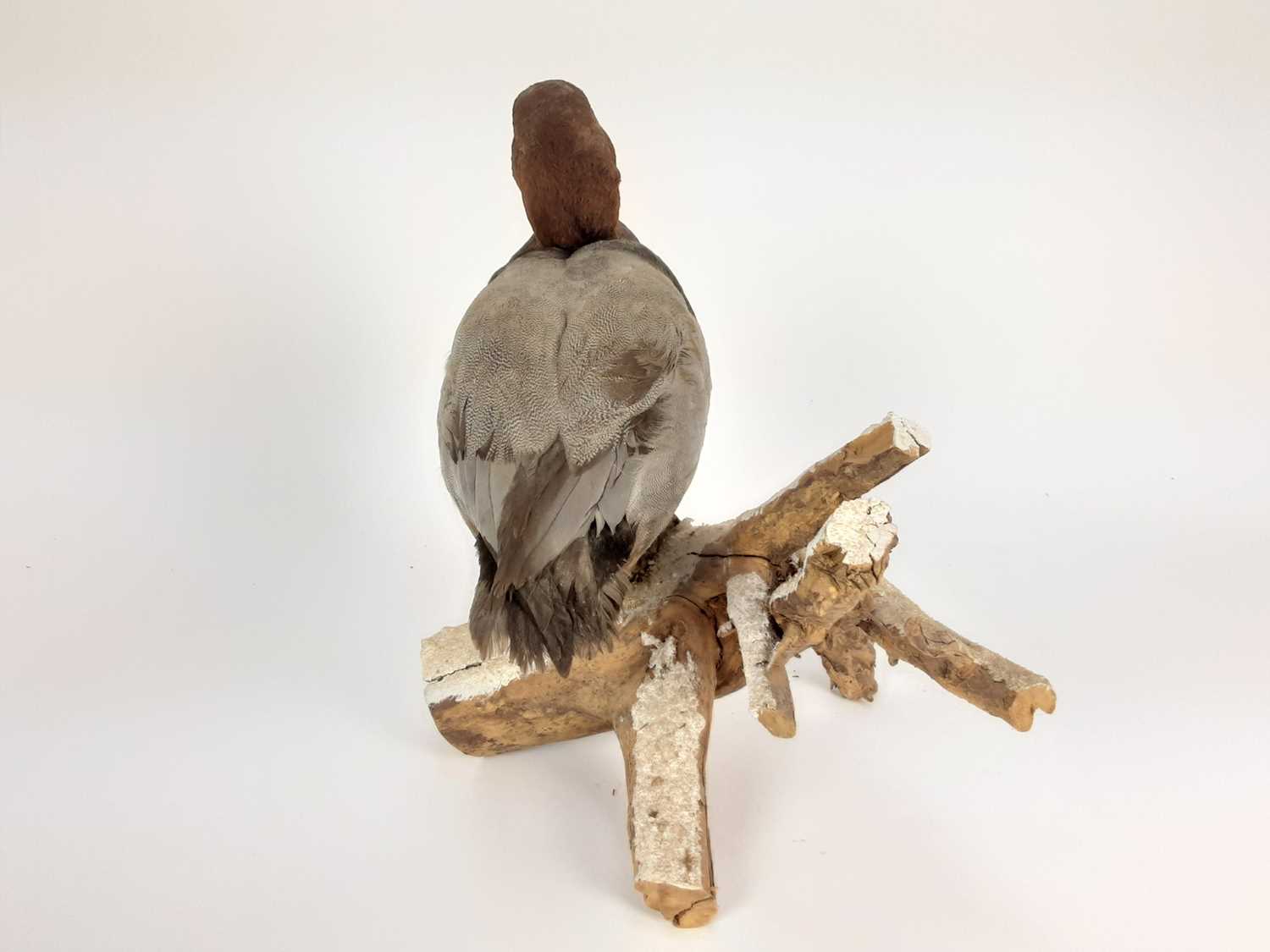 Common Pochard mounted on naturalistic wooden base - Image 4 of 4