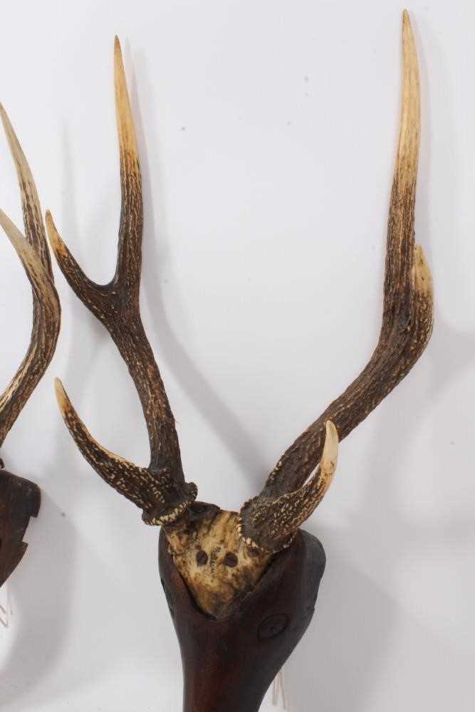 Pair of antique folk art stags heads with carved wooden head and stag horn antlers - Image 5 of 6