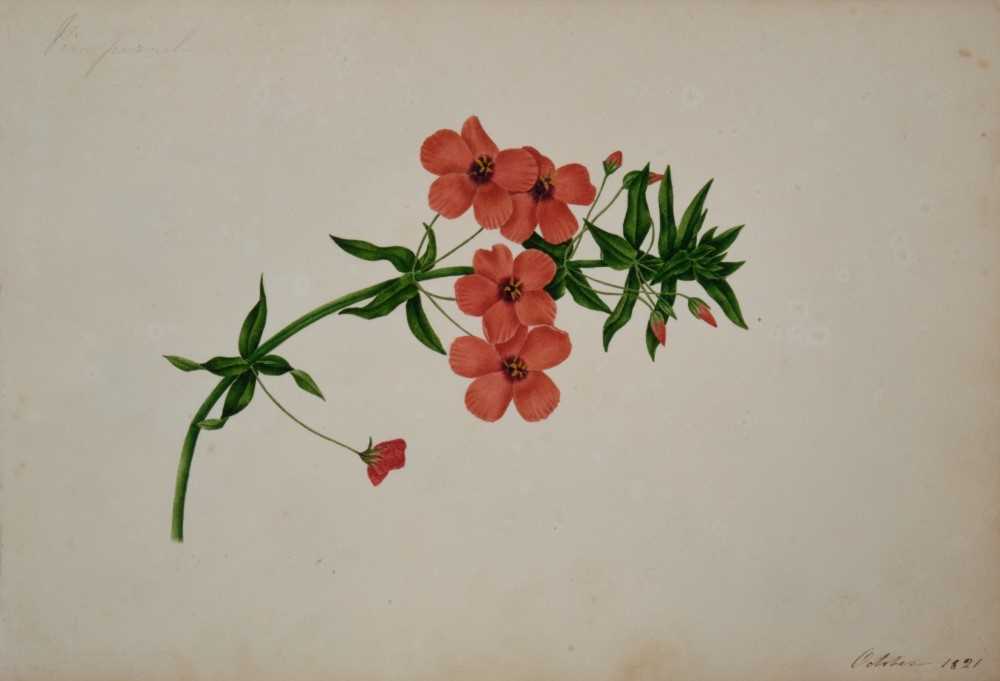 Fine Regency botanical album - Image 15 of 28