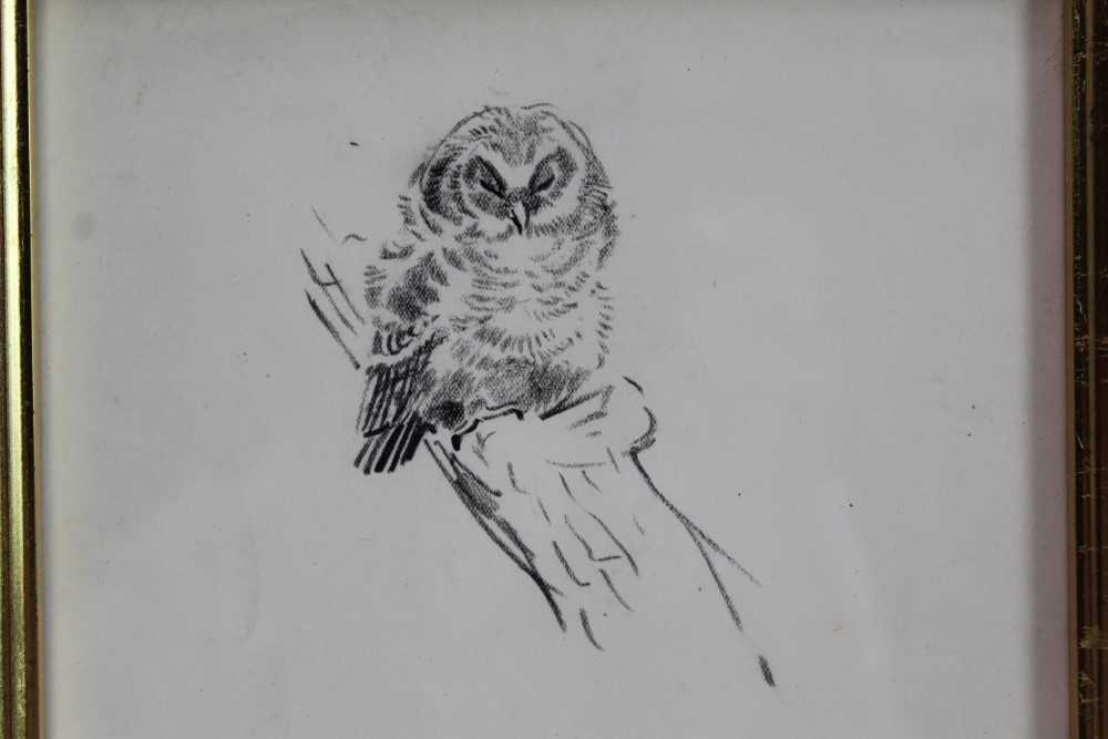 Eileen Soper (1905-1990) pencil drawing - Napping Owl, in glazed gilt frame Provenance: Chris Beet