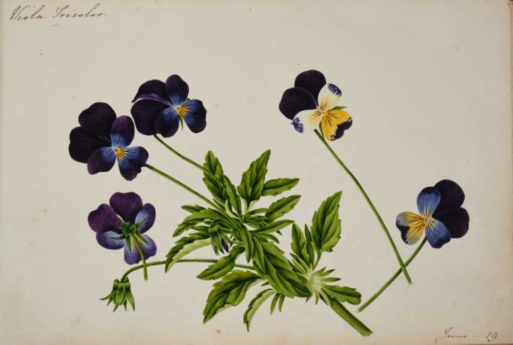 Fine Regency botanical album - Image 6 of 28