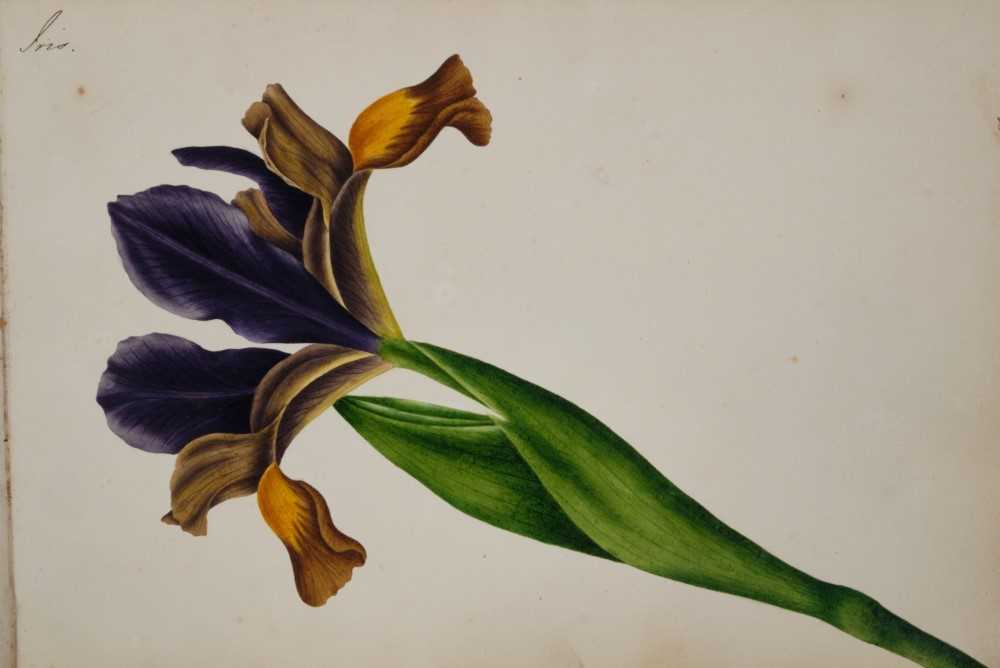 Fine Regency botanical album - Image 16 of 28