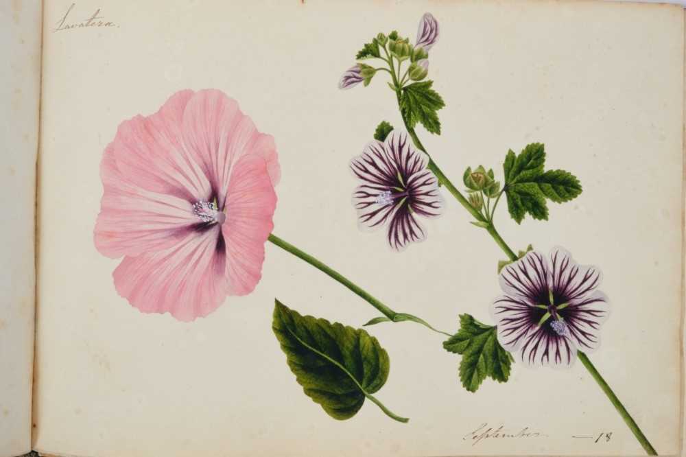 Fine Regency botanical album - Image 2 of 28