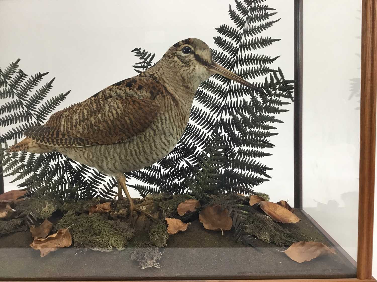 Woodcock within naturalistic setting in glazed case - Image 2 of 4