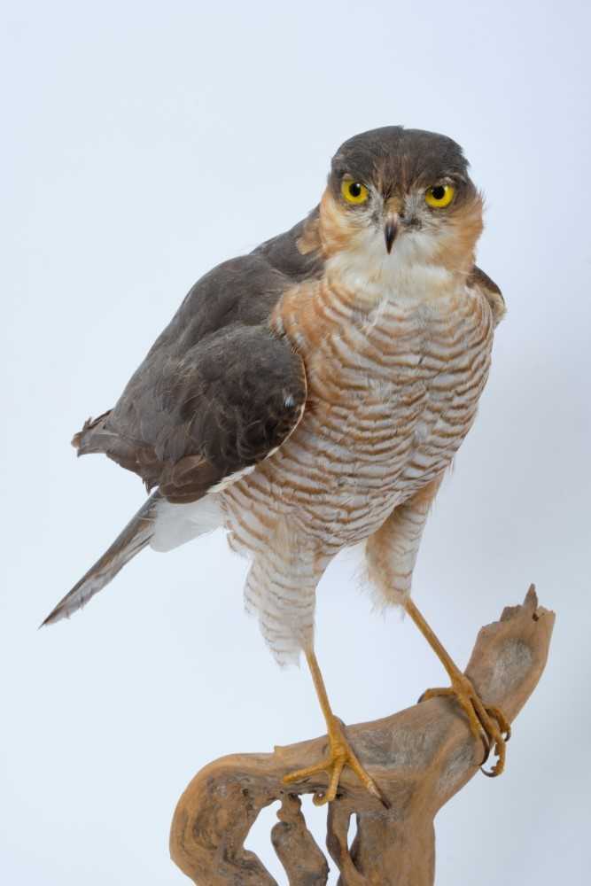 Male Sparrowhawk on naturalistic perch mounted on oval oak base - Image 2 of 2