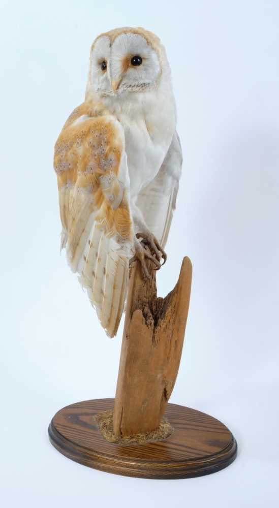 Barn Owl perched on dry tree stump mounted on oval oak base