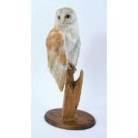 Barn Owl perched on dry tree stump mounted on oval oak base