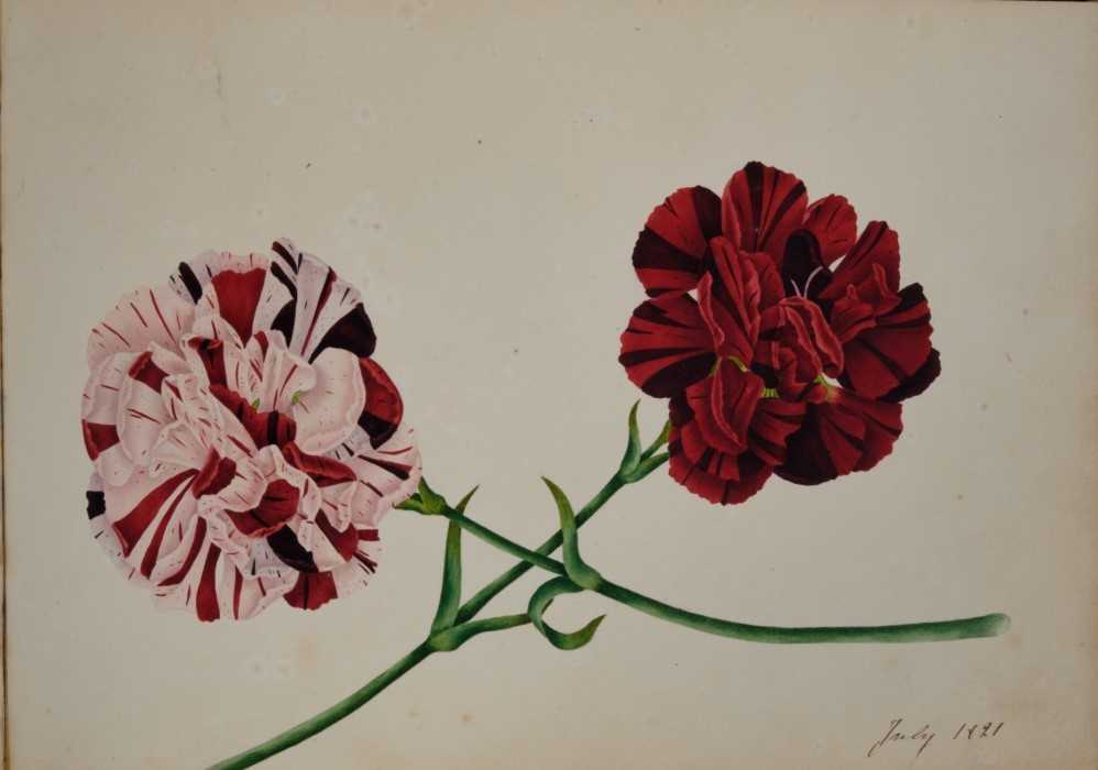 Fine Regency botanical album - Image 19 of 28