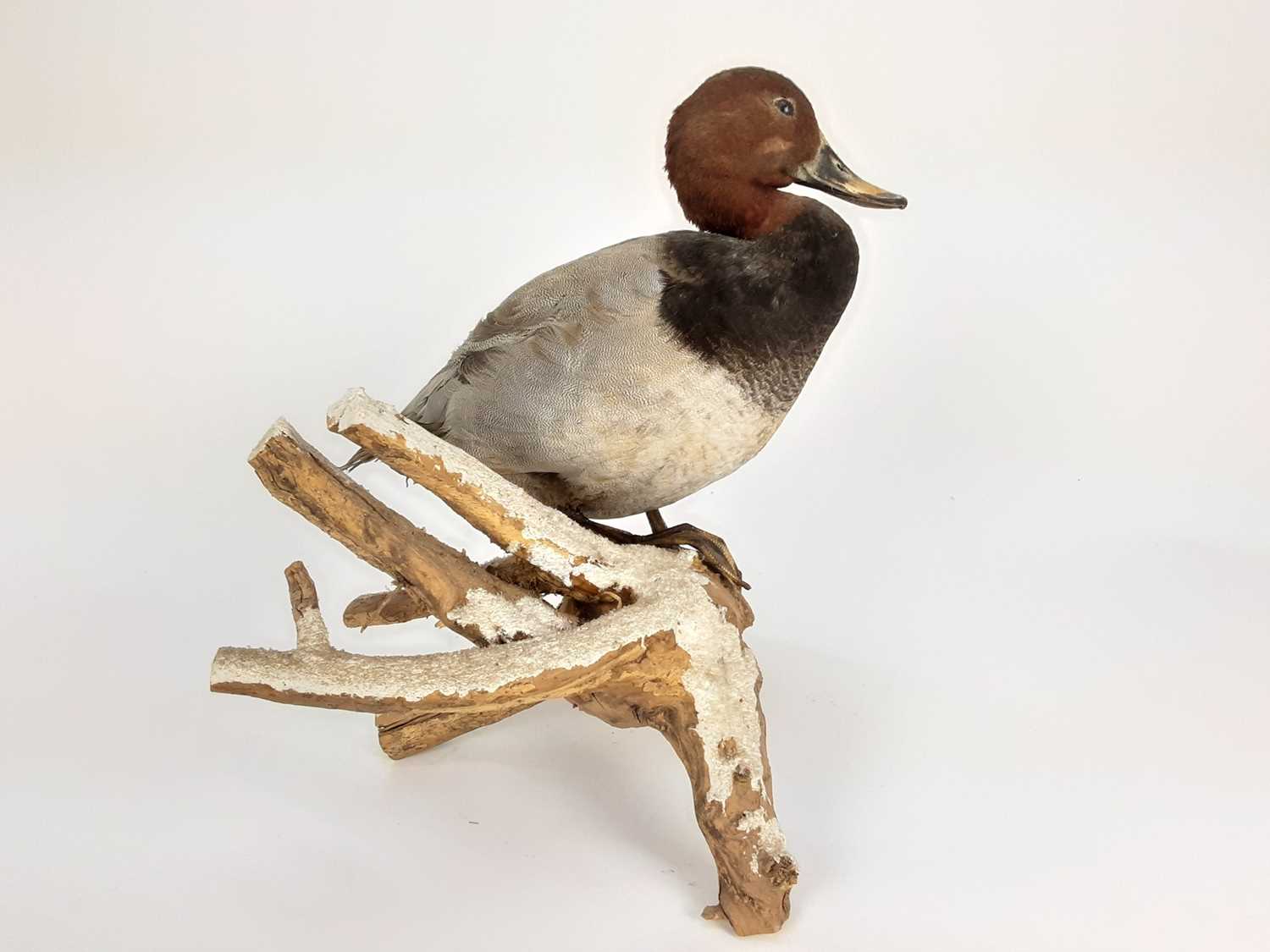 Common Pochard mounted on naturalistic wooden base - Image 3 of 4