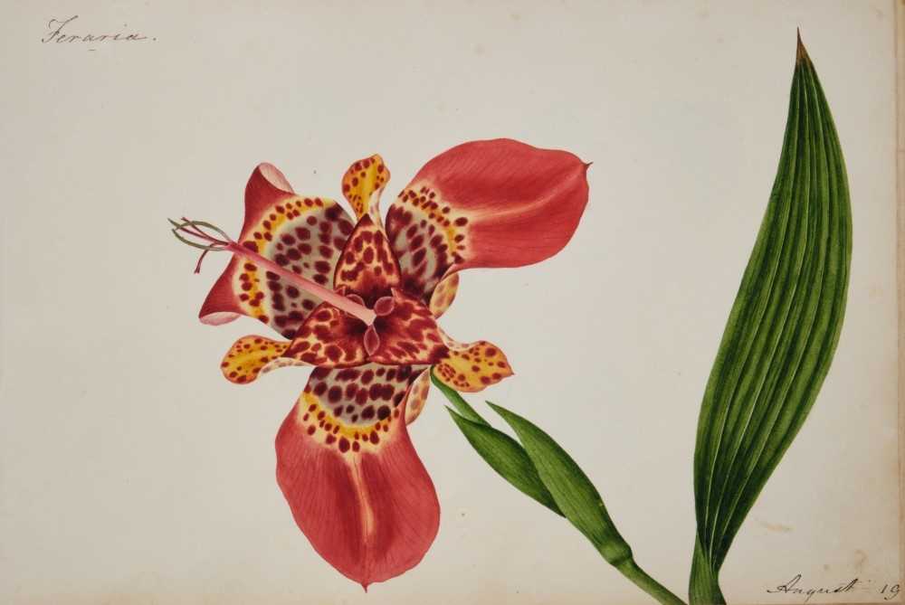 Fine Regency botanical album - Image 8 of 28