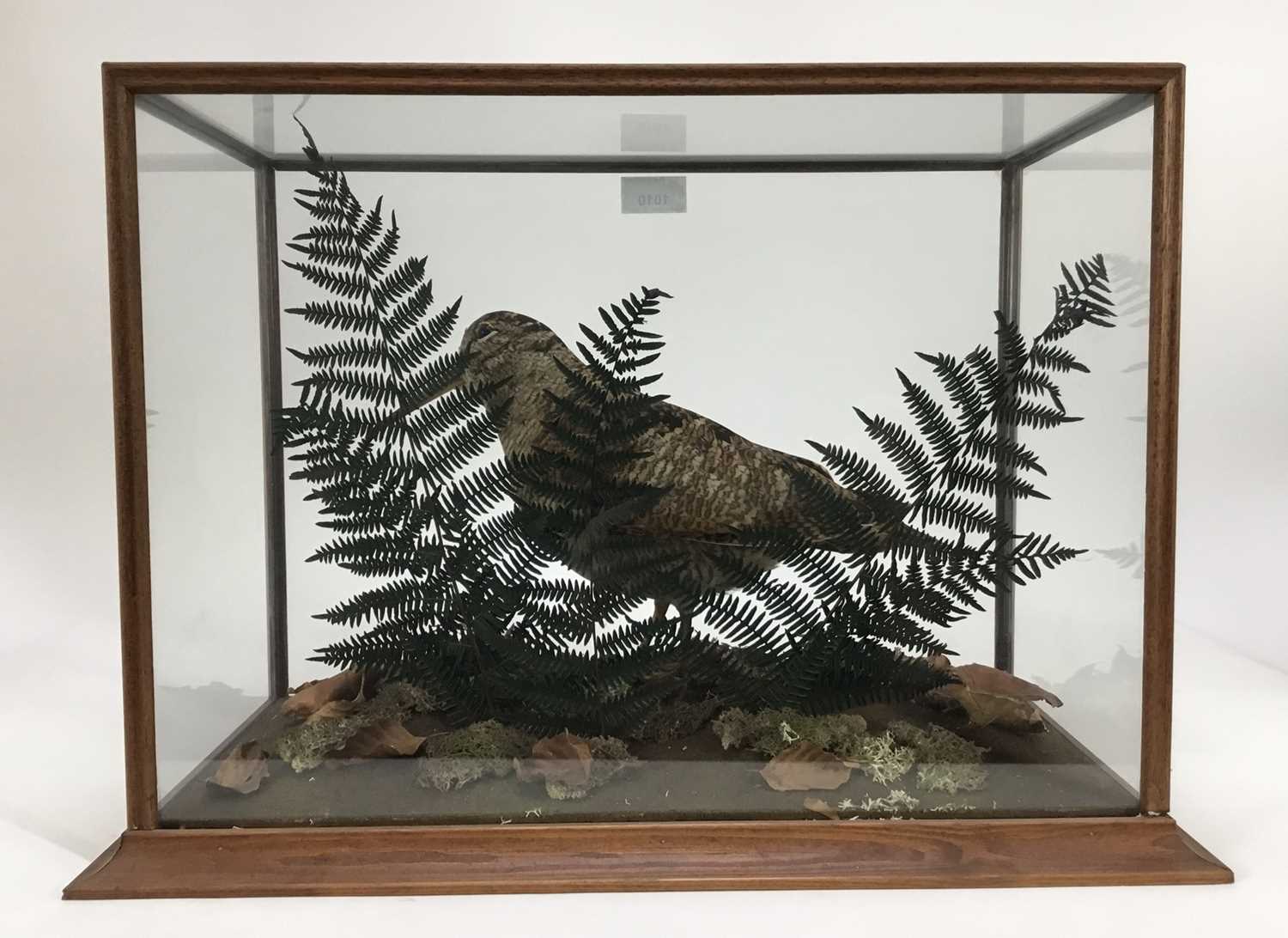 Woodcock within naturalistic setting in glazed case - Image 4 of 4