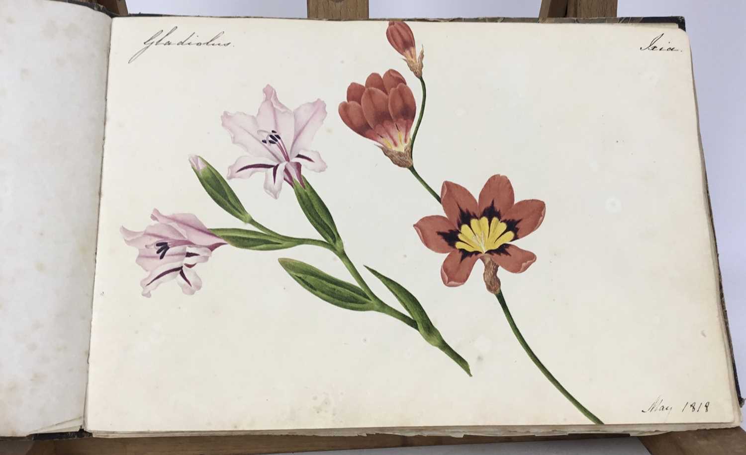 Fine Regency botanical album - Image 27 of 28
