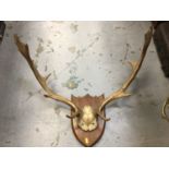 Pair of stag antlers mounted on a shield