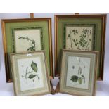 Pair of 18th century German hand coloured botanical engravings