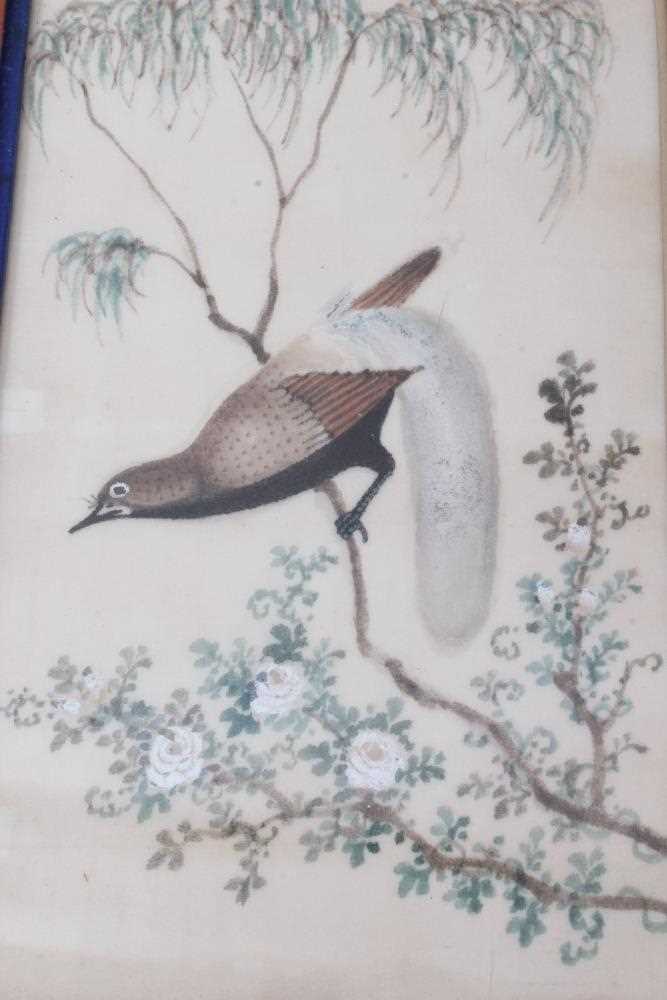 Set of six early 20th century Chinese pith paintings of exotic birds in glazed period Rowley frames - Image 2 of 8
