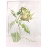 Marcia Blakenham (b.1946) two watercolours - Botanical studies, signed an dated 2000 and 2001, 37cm