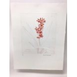 Dame Elizabeth Blackadder (1931-2021) signed limited edition coloured etching - Living Fire Orchid,