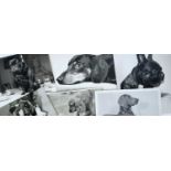 Pamela Chandler (1928-1993) good collection of portrait photographs of pedigree dogs and related mat