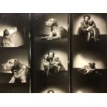 Pamela Chandler (1928-1993) Very large archive of photograph proofs and negatives of pedigree dog an