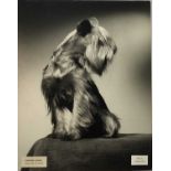 Vintage series of Pamela Chandler (1928-1993) exhibition photographs of pedigree Dogs