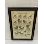 Framed Print of Period Prams 50cm W x 68cm