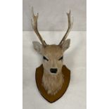 Deer Head on Plaque