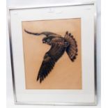 A framed mixed media drawing, depicting a hawk in flight