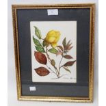 Constance West: a gilt framed watercolour, depicting flowers and foliage - signed