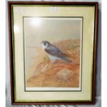 †David Andrews: a framed large signed limited edition coloured print study of a peregrine falcon