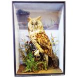 A glazed cased stuffed and mounted long eared owl, in naturalistic setting