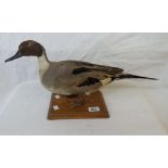 A taxidermy male pintail duck, set on a wooden plinth base