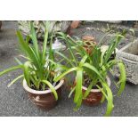 Two small garden planters containing agapanthus plants