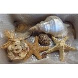 A collection of sea shells including large conch, tiger cowrie, oyster, star fish and seahorse